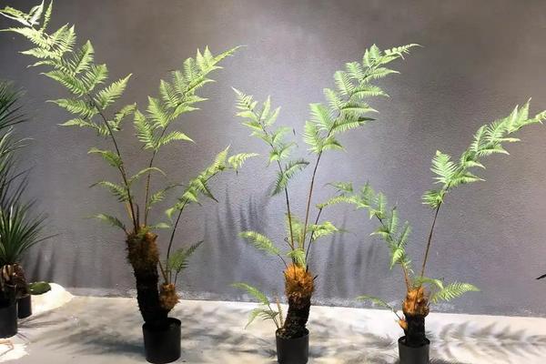 金丝猴蕨叶子干枯的原因，可能是水分不足、光照不强、空气干燥等导致