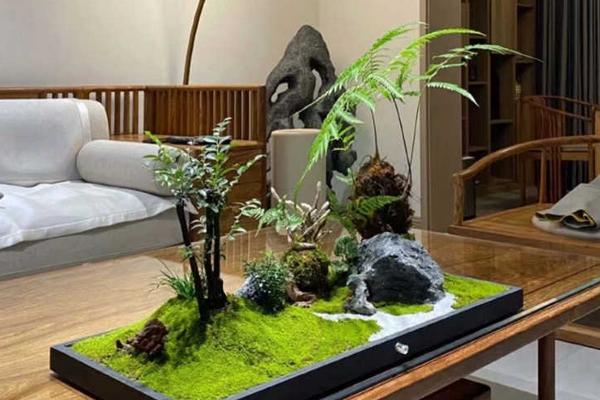 金丝猴蕨叶子干枯的原因，可能是水分不足、光照不强、空气干燥等导致
