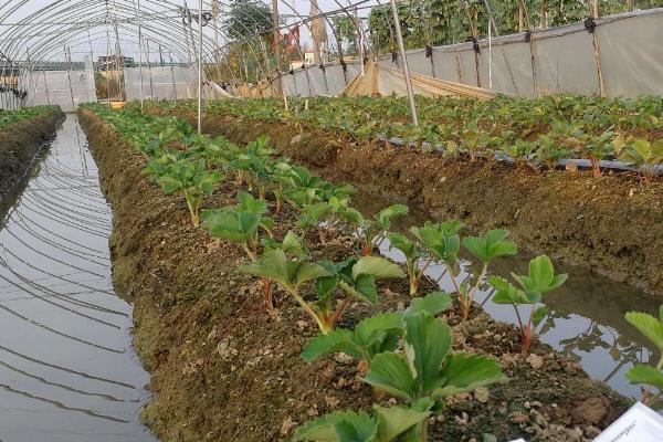 草莓育苗盘育苗技术，育苗盘放置10-15℃的温室中