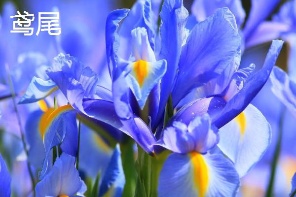 黄菖蒲和鸢尾的区别，分类、习性、形态和花期均不同