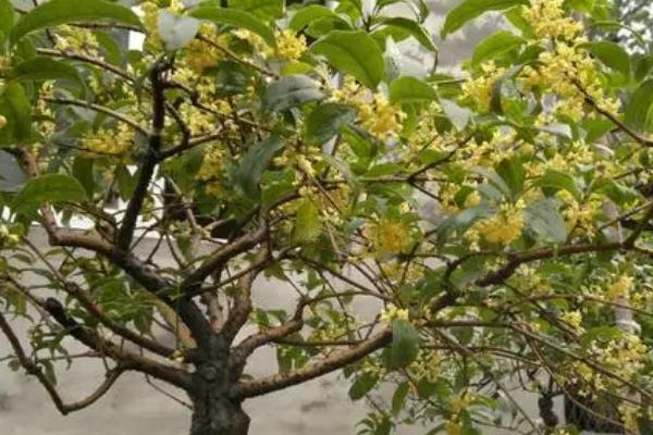 沉香桂是什么桂花品种，属于金桂