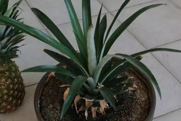 菠萝长在树上还是地上，是长在地上的水果