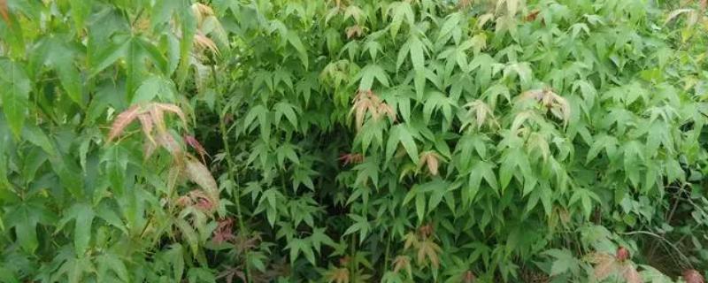 青枫树的寓意，寓意相思、留恋、热情、温暖