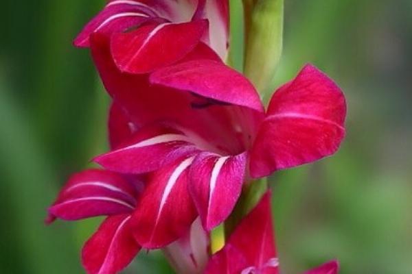 剑兰买回来后如何醒花，先对花枝进行修剪