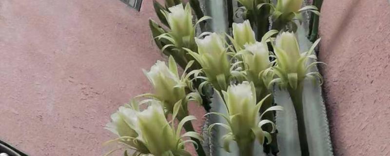 龙骨花会开花吗，养护得当三五年便会开花