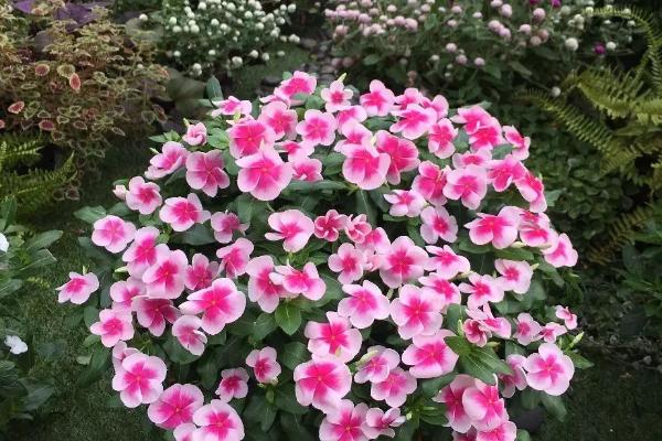 长春花种子冬天可以种吗，冬天温度太低不可以播种