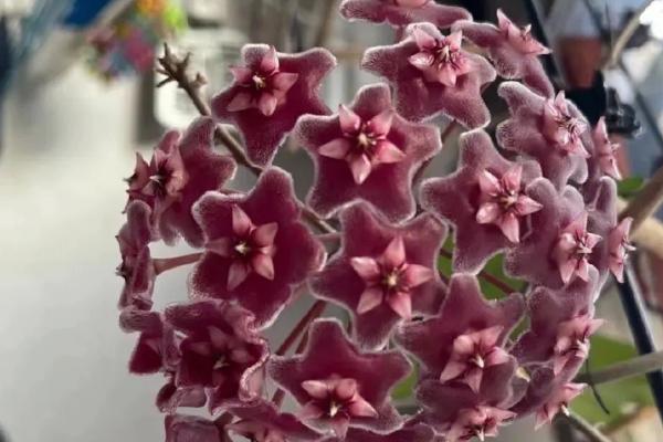 球兰如何辨别花芽，生长在两枚叶片的中间