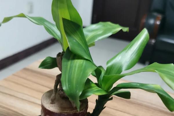 巴西木发芽了怎么养，要及时浇水保持土壤湿润