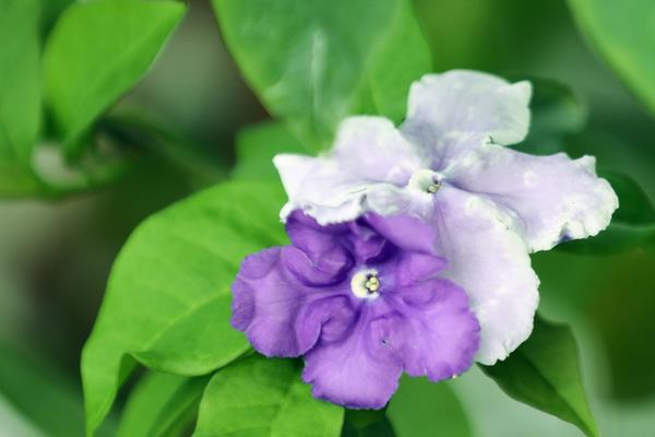 鸳鸯茉莉一年开多少次花，一年可以开两次花