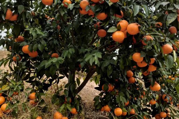 夏季的农活有哪些，6月抢收农作物、7月蔬菜管理、8月果树栽培