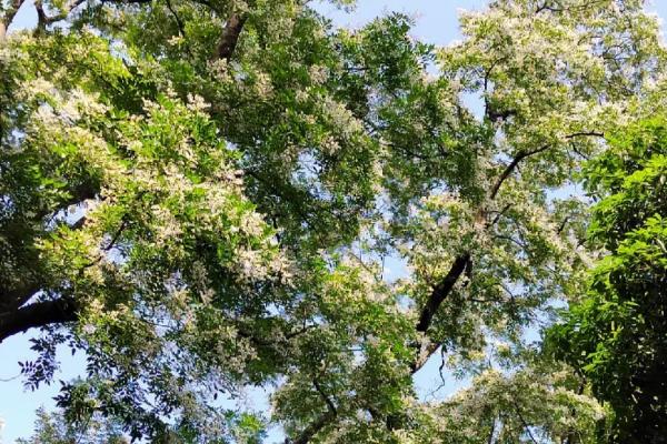 家里不能种的十种树，常见的有桑树、芭蕉树、桃树、柏树等