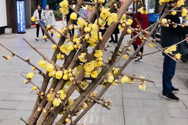 鲜切花腊梅能养多久，能养15-20天左右的时间