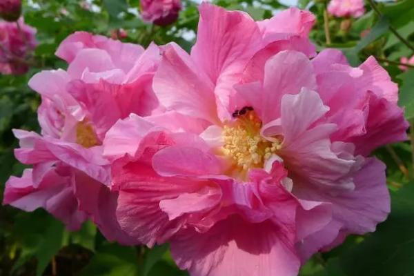 芙蓉花冬天需要休眠吗，温度在5℃以下便会休眠