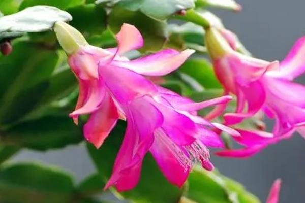 蟹爪兰花开败后怎么办，需适当的给植株补充肥料