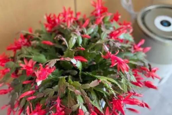 蟹爪兰花开败后怎么办，需适当的给植株补充肥料