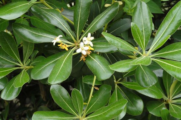 双子叶植物有哪些，常见的有菊花、番茄、茑萝等
