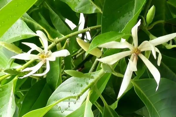 白兰花的养殖方法，生长期需要充分的光照