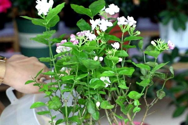 北方室内能不能养茉莉，能养但也要做好保暖措施