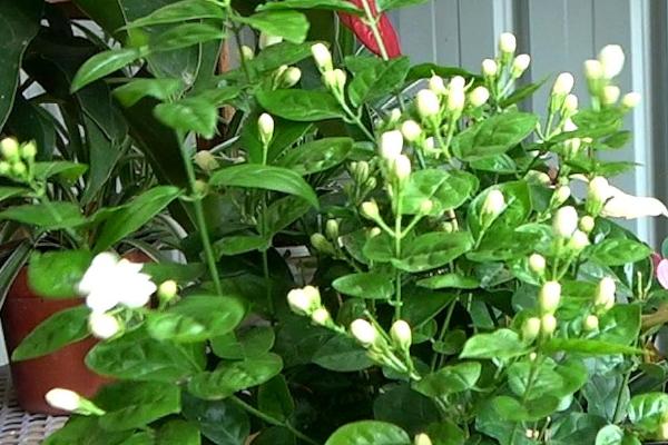 北方室内能不能养茉莉，能养但也要做好保暖措施