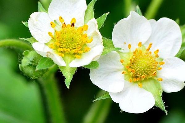 草莓花的花语，寓意甜蜜爱情、善良天真等