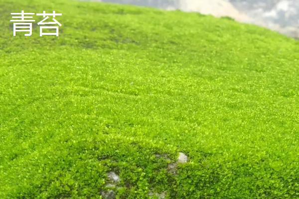水苔和青苔有什么区别，属性、形态和习性均不同