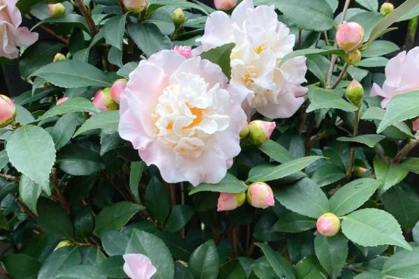 哪些花卉冬天不怕冷，常见的有铁筷子、腊梅、杜鹃花等
