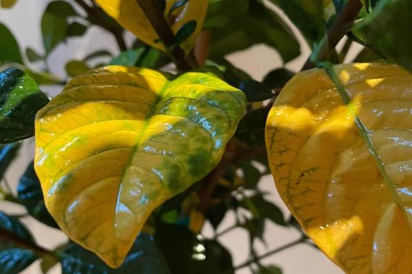 栀子花黄叶怎么治疗，可定期做好换盆处理并及时浇水