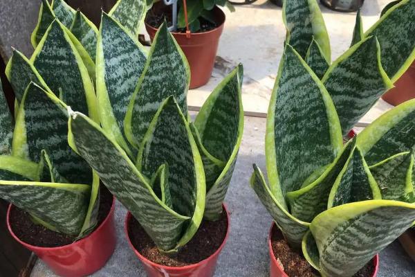 吸甲醛的植物品种，这6种不仅有观赏性还可净化甲醛