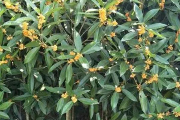 冬季如何种活桂花树，要在树干上绑草绳保温