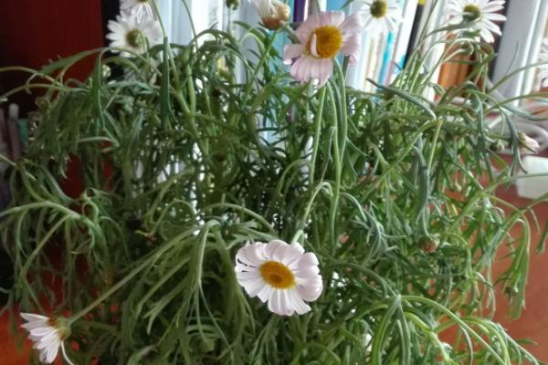 雏菊叶片萎蔫如何解决，需根据实际情况采取措施