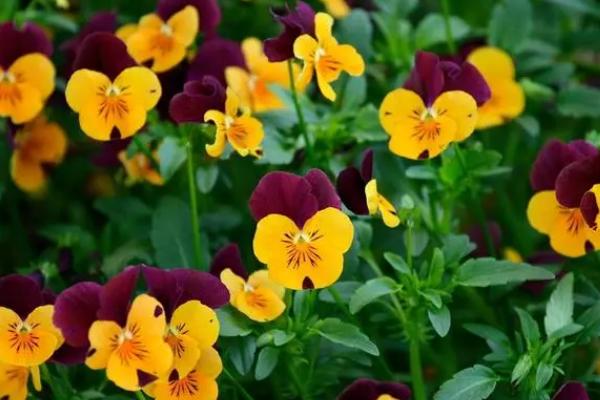 三色堇的花语，寓意思念、沉默的爱等