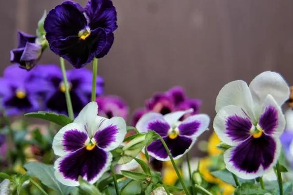 三色堇的花语，寓意思念、沉默的爱等