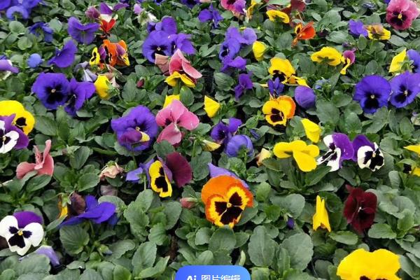 三色堇的花语，寓意思念、沉默的爱等