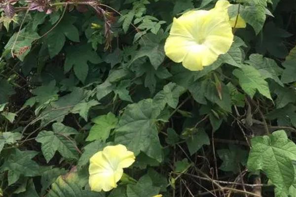 夕颜花的养殖方法，孕蕾后每周追施稀薄液肥一次