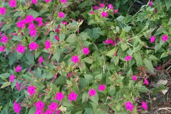 夕颜花的养殖方法，孕蕾后每周追施稀薄液肥一次