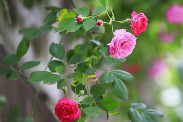 冬天蔷薇需要把枝剪掉吗，需要修剪枯老、细弱以及病死的残枝