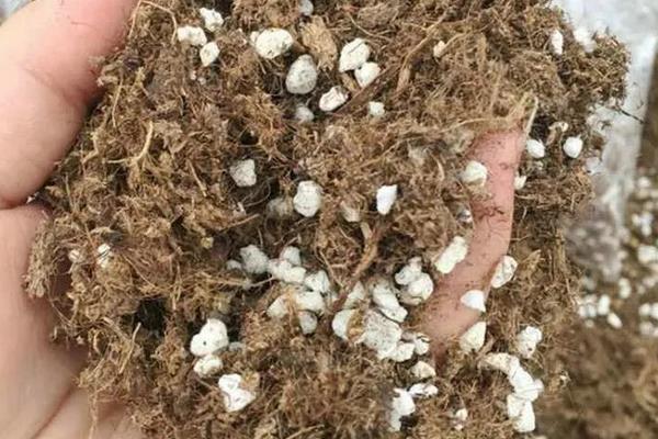 多肉种植土配方，可以使用椰糠以及珍珠岩、蛭石进行配制