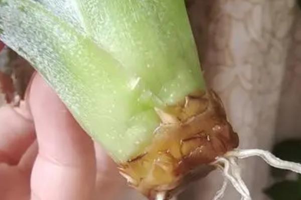 自己种的菠萝多久开花，大概需要等待3-4年后才能开花