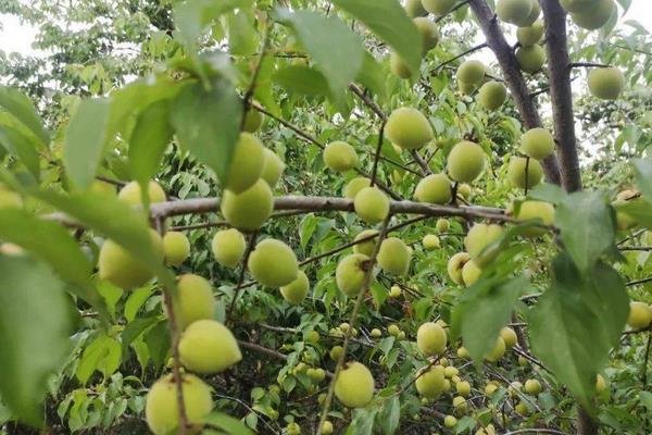青梅树是否耐寒，在幼果期时-5℃就会受到冻害