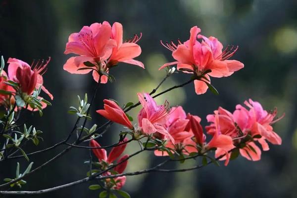 杜鹃的花语，寓意思恋家乡、友谊长存等