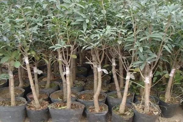 嫁接桂花树的养殖方法，要每周为其浇灌一次水分