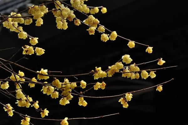 腊梅的繁殖方法，有嫁接法、播种法、分株法和扦插法