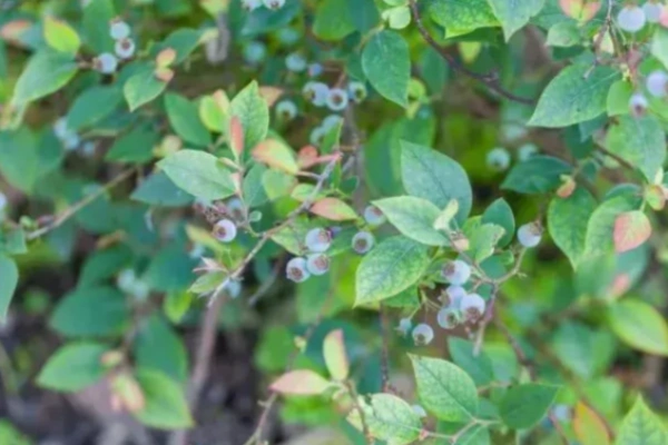 蓝莓的种植方法和技术