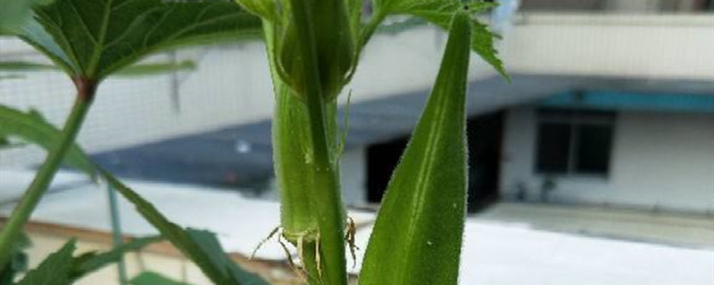 秋葵怎么种植?秋葵的种植技术介绍