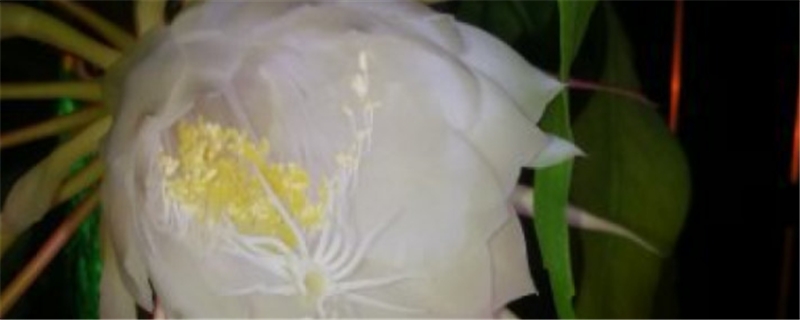昙花的养殖方法和注意事项
