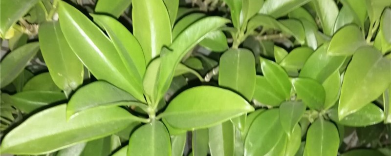 平安树的养殖方法和技巧