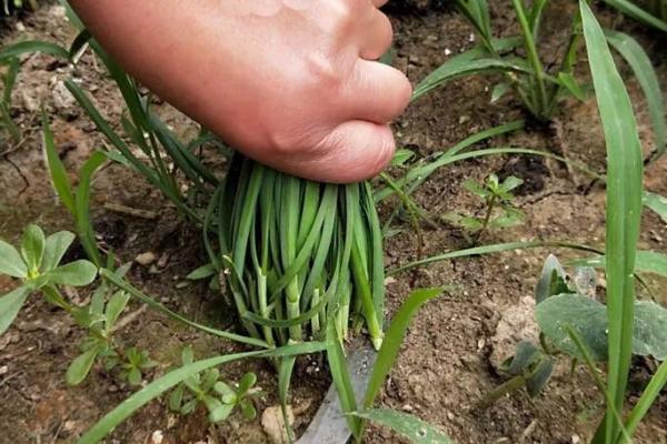 如何种植韭菜，间隔2-3个星期施加一次腐熟的液态肥