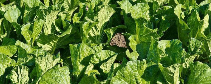 白菜怎么种植方法？