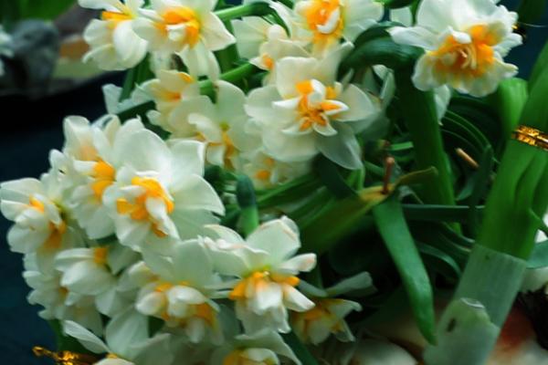 水仙花什么季节开，春季2-3月开放