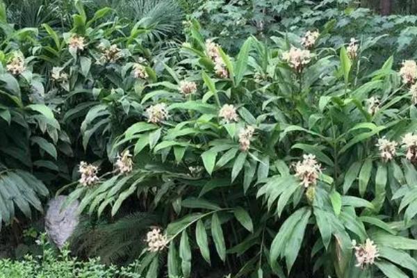 姜花的水养方法，要保持容器中水质清洁干净